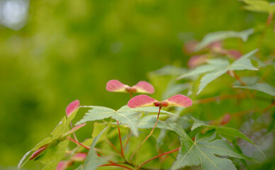 赤いカエデの種と青紅葉