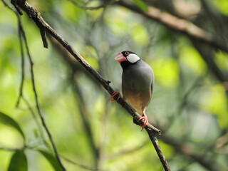 red headed woodpecker on branch