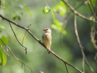 robin on branch