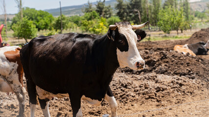 cow standing in a farm 