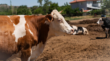 cow and herd of cows in a farm