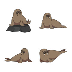 Walrus illustration