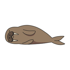 Walrus illustration