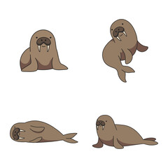 Walrus illustration