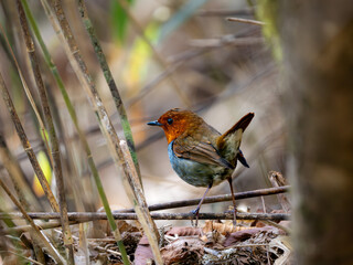 森の中で地面に降りてエサを探しているコマドリの雄