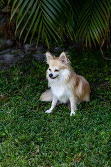 Pomeranian Chihuahua dog sits and smiles in a tropical yard