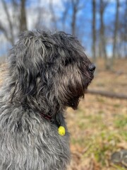 portrait of a black Bouvier des Flandres