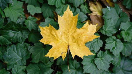 Early autumn beauty yellow maple leaf contrasting with green foliage