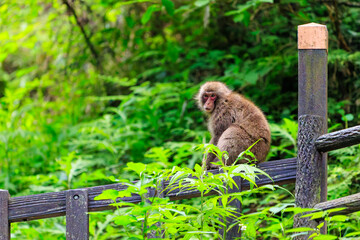 夕暮れの林道に現れた、可愛いニホンザル（オナガザル科）の群れ。

日本国東京都八王子市、八王子城跡にて。
2024年5月撮影。

A group of lovely Japanese macaque, Snow Monkey (Macaca fuscata) appeared on a forest road at dusk.
