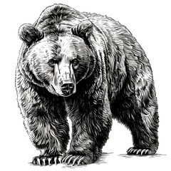 Brown bear illustration, drawing, engraving, ink, line art, vector