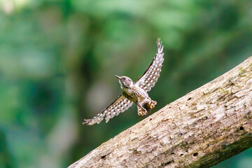 飛び立つ可愛いコゲラ（キツツキ科）。

日本国東京都八王子市、八王子城跡にて。
2024年5月撮影。

Lovely Japanese pygmy woodpecker (Dendrocopos kizuki)  in flight.

