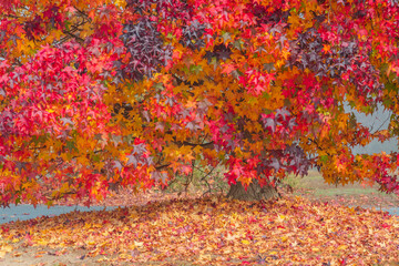 Late Autumn colours at Lake George with fog