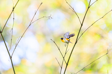 新緑の中、羽虫を捕らえるために飛び立つ（フライキャッチ）可愛いキビタキ（ヒタキ科）。

日本国東京都八王子市、八王子城跡にて。
2024年5月撮影。

A lovely little Narcissus Flycatcher, (Ficedula narcissina) takes off (fly-catches) to catch a winged insect in the fresh gr