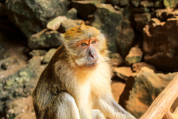 Macaque on the rock in Phuket, Thailand