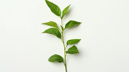 Obraz premium plant or leaves isolated on white
