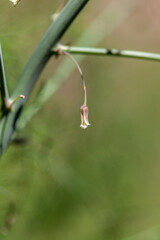 Tiny Asparagus fern flower Asparagus officinalis blooms in an organic garden