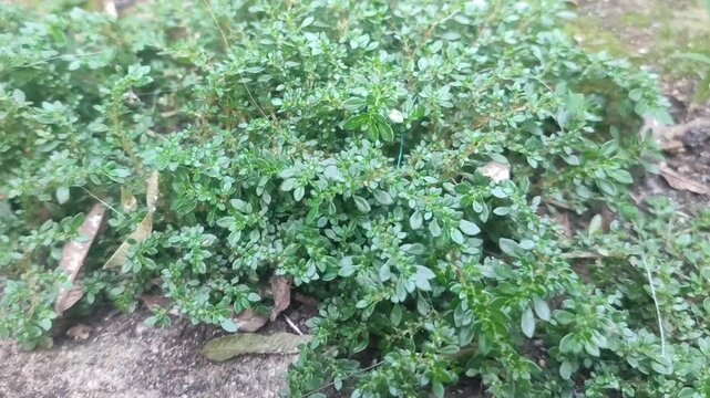 Fresh Pilea plant