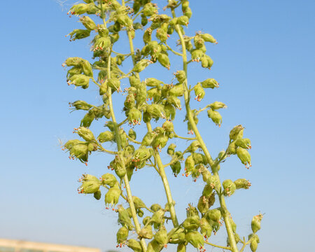 Heuchera richardsonii, also known as Prairie Alumroot, is a Native Prairie Plant of North America