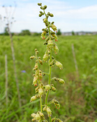 Heuchera richardsonii, also known as Prairie Alumroot, is a Native Prairie Plant of North America