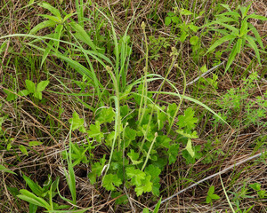 Heuchera richardsonii, also known as Prairie Alumroot, is a Native Prairie Plant of North America