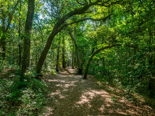 Path in the forest, First Landing State Park, Virginia Beach, VA