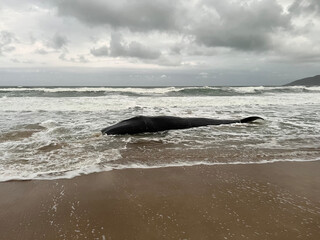 Baleia Encalhada na Praia de Florianópolis