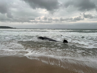 Baleia Encalhada na Praia de Florianópolis