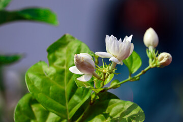 Obraz premium A Vibrant of Roses, Lilies, and an Array of Exquisite Flowers in Full Bloom, Capturing the Rich Colors and Fragrances of the Season, Creating a Stunning Tribute to Nature's Beauty