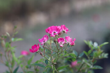 A Vibrant of Roses, Lilies, and an Array of Exquisite Flowers in Full Bloom, Capturing the Rich Colors and Fragrances of the Season, Creating a Stunning Tribute to Nature's Beauty