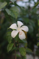 A Vibrant of Roses, Lilies, and an Array of Exquisite Flowers in Full Bloom, Capturing the Rich Colors and Fragrances of the Season, Creating a Stunning Tribute to Nature's Beauty