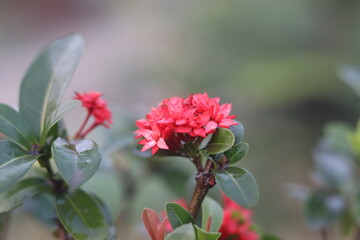 Obraz premium A Vibrant of Roses, Lilies, and an Array of Exquisite Flowers in Full Bloom, Capturing the Rich Colors and Fragrances of the Season, Creating a Stunning Tribute to Nature's Beauty