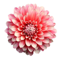 Fototapeta premium pink dahlia flower isolated