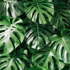 Botanical monstera leaves