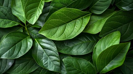 Botanical leaves painting Style