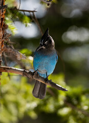 blue jay bird sitting on a branch