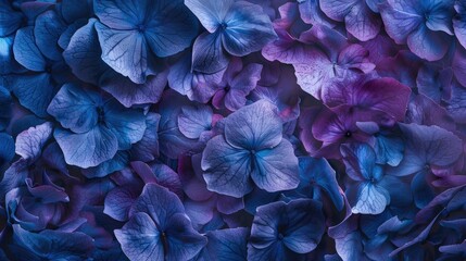 Close up Background of Hydrangea in Violet Blue