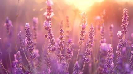 Close-up of blooming lavender flowers in a field at sunset with a dreamy, soft focus effect...