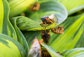 close-up of cicada on plant looking forward
