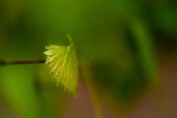 Closseup of a new grape leaf