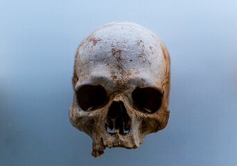 Human Skull