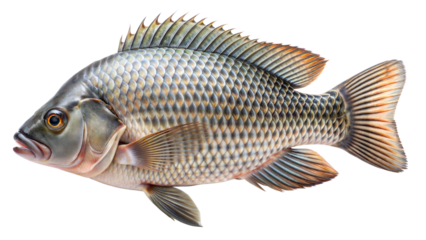 Tilapia Fish with Textured Scales on White Background
