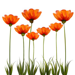 Obraz premium Premium Orange Floral Foreground Cut Outs High Quality Images