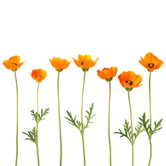 Fototapeta premium Seamless Integration Orange Flowers Cut Outs Stock Photos