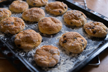 Homemade baking.Cookies with chocolate pieces in a baking tray.