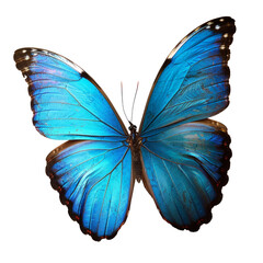 Fototapeta premium beautiful wings of a butterfly isolated on white background