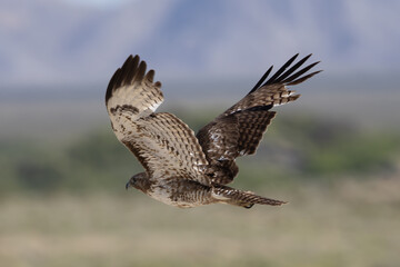 Red-Tailed Hawk Flying In Desert