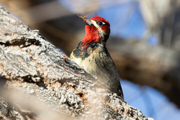 Wood Pecker