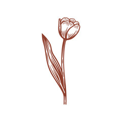 Hand Drawn Tulip Flower Illustration, Tulip Floral Line Art