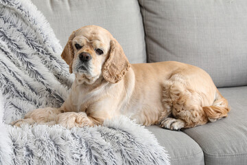 Cute Cocker Spaniel on sofa at home