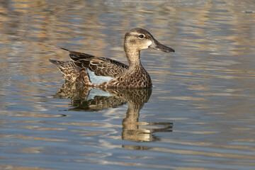 Blue-Winged Teal Duck Floating